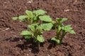 Young potato plant growing in the vegetable garden Royalty Free Stock Photo