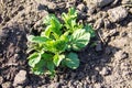 Young potato plant growing on vegetable garden Royalty Free Stock Photo