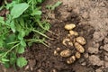 Young potato plant outside the soil with raw potatoes Royalty Free Stock Photo
