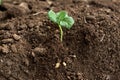 Young potato plant outside the soil with raw potatoes Royalty Free Stock Photo