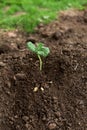 Young potato plant outside the soil with raw potatoes Royalty Free Stock Photo