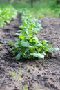 Young potato plant in the soil against the background of blurry green rows of potatoes. Vertical shot with bokeh Royalty Free Stock Photo