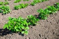 Young potato plants