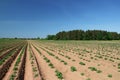 Young potato plants Royalty Free Stock Photo