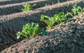 Young potato plants in diagonal soil ridges from close Royalty Free Stock Photo