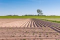 Young potato plants and a Dutch Royalty Free Stock Photo
