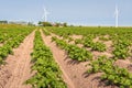 Young potato plants with fresh green leaves in row Royalty Free Stock Photo