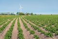 Young potato plants with fresh green leaves in row Royalty Free Stock Photo