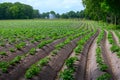 Young potato plants growing on farm field in springtime Royalty Free Stock Photo