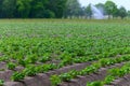 Young potato plants growing on farm field in springtime Royalty Free Stock Photo