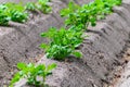 Young potato plants growing on farm field in springtime Royalty Free Stock Photo