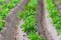 Young potato plants growing on farm field in springtime Royalty Free Stock Photo