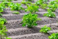 Young potato plants growing on farm field in springtime Royalty Free Stock Photo