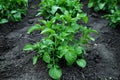 Young potato plants growing in rural garden Royalty Free Stock Photo