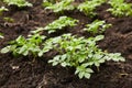 Young potato plants growing on the soil in rows. Royalty Free Stock Photo