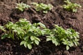 Young potato plants growing on the soil in rows. Royalty Free Stock Photo