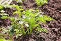 Young potato plants growing on the soil in rows. Royalty Free Stock Photo