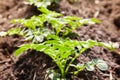 Young potato plants growing on the soil in rows. Royalty Free Stock Photo