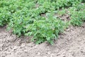 Young potato plants growing on the soil in rows Royalty Free Stock Photo