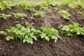 Young potato plants growing on the soil in rows. Royalty Free Stock Photo