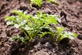 Young potato plants growing on the soil in rows. Royalty Free Stock Photo