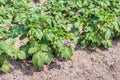 Young potato plants in a row Royalty Free Stock Photo
