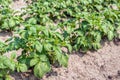 Young potato plants in a row Royalty Free Stock Photo