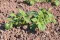 Young potato plants in sunlight