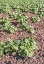 Young potato plants in sunlight Royalty Free Stock Photo