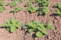 Young potato plants in sunlight