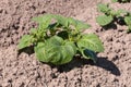 Young potato plants in sunlight Royalty Free Stock Photo