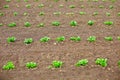 Young potato shoots in on spring tillage