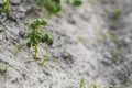 Young potato on soil cover. Plant close-up. The green shoots of young potato plants sprouting from the clay in the Royalty Free Stock Photo