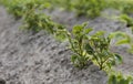 Young potato on soil cover. Plant close-up. The green shoots of young potato plants sprouting from the clay in the Royalty Free Stock Photo