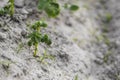 Young potato on soil cover. Plant close-up. The green shoots of young potato plants sprouting from the clay in the Royalty Free Stock Photo