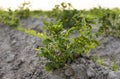 Young potato on soil cover. Plant close-up. The green shoots of young potato plants sprouting from the clay in the Royalty Free Stock Photo