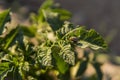 Young potato on soil cover. Plant close-up. The green shoots of young potato plants sprouting from the clay in the Royalty Free Stock Photo