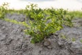 Young potato on soil cover. Plant close-up. The green shoots of young potato plants sprouting from the clay in the Royalty Free Stock Photo