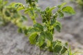 Young potato on soil cover. Plant close-up. The green shoots of young potato plants sprouting from the clay in the