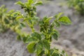 Young potato on soil cover. Plant close-up. The green shoots of young potato plants sprouting from the clay in the