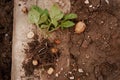 Young potato on soil cover. Plant close-up.Organic Potato Cultivation.Fresh potato vegetable with tubers in soil dirt Royalty Free Stock Photo