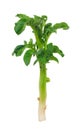 Young potato sprout Royalty Free Stock Photo