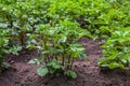 Young potato tubers growing in a garden in the open field. Royalty Free Stock Photo