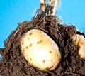 Young potato tubers in soil Royalty Free Stock Photo