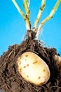 Young potato tubers in soil