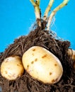 Young potato tubers in soil