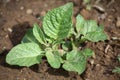 Young Potatoe Plant Royalty Free Stock Photo