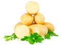 Young potatoes Royalty Free Stock Photo