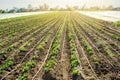 Young potatoes growing in the field are connected to drip irrigation. Agriculture landscape. Rural plantations. Farmland Farming.