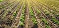 Young potatoes growing in the field are connected to drip irrigation. Agriculture landscape. Rural plantations. Farmland Farming.